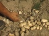 Les essais de pommes de terre en 1953